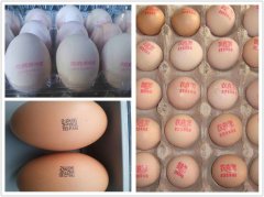 微字符喷码机食用级墨水应用在鸡蛋行业
